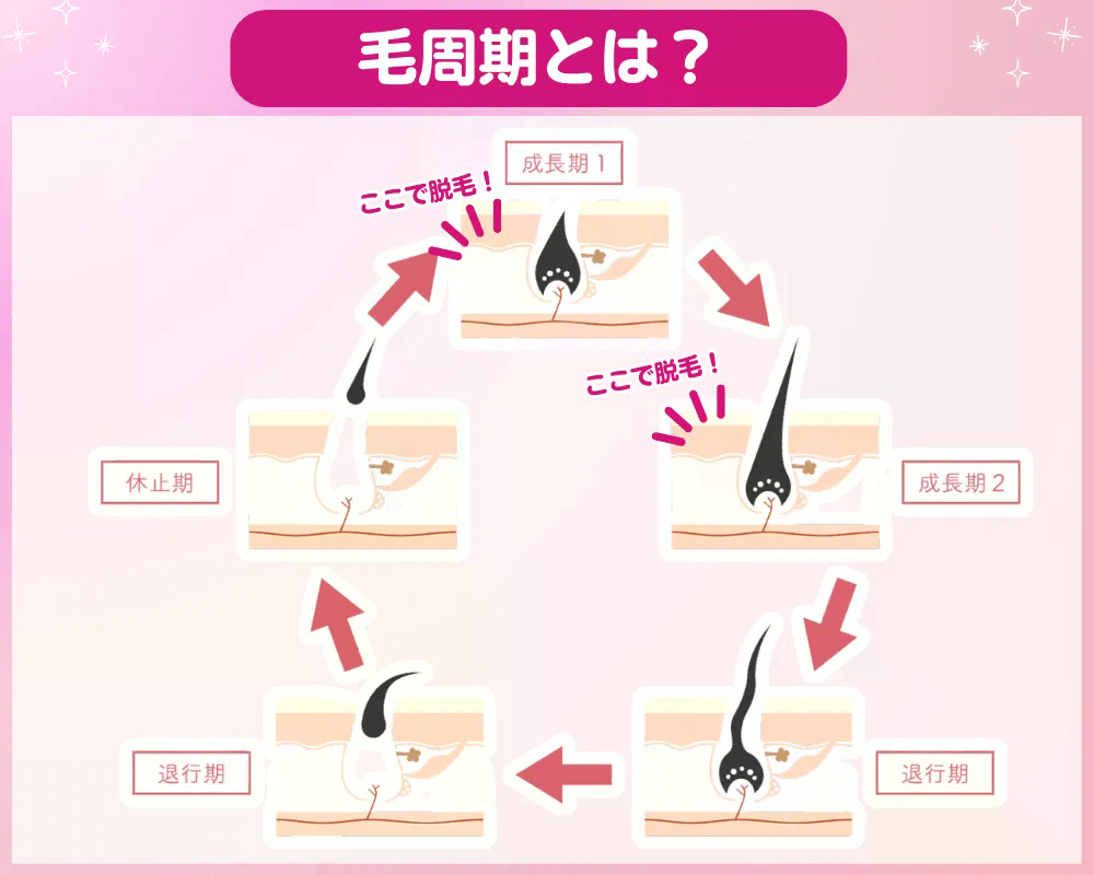 毛周期_解説画像